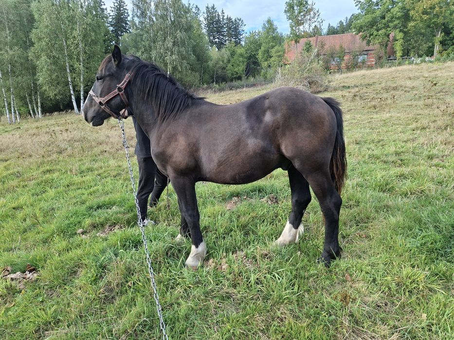 Sprzedam ogierka zimnokrwistego