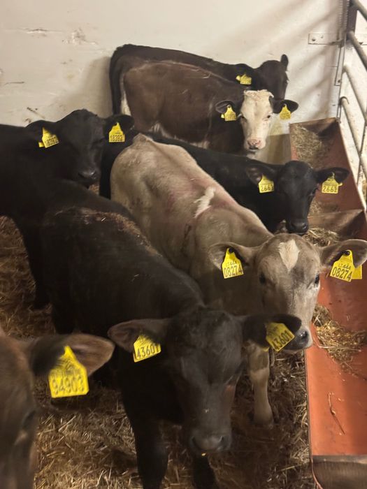 Byki jałówki cielaki mięsne Hrubieszów dostawa cała Polska w cenie