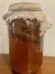 Kombucha grzybek herbaciany SCOBY starter herbata fermentowana