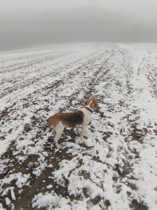 Продам істоньска гончу