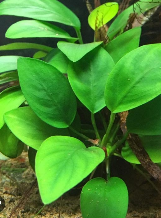 Аквариумный мох,растения для аквариума,разные виды