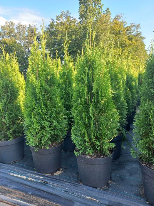 Thuja Tuja Szmaragd Thuja 100-110 cm Doniczka 10L