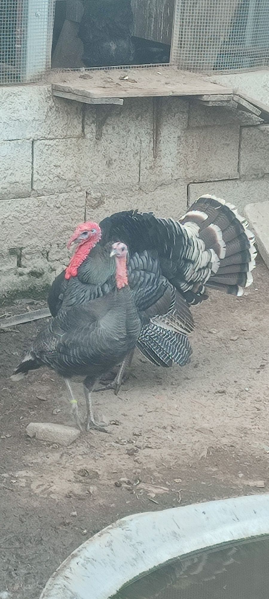 Vendo Perus caseiros