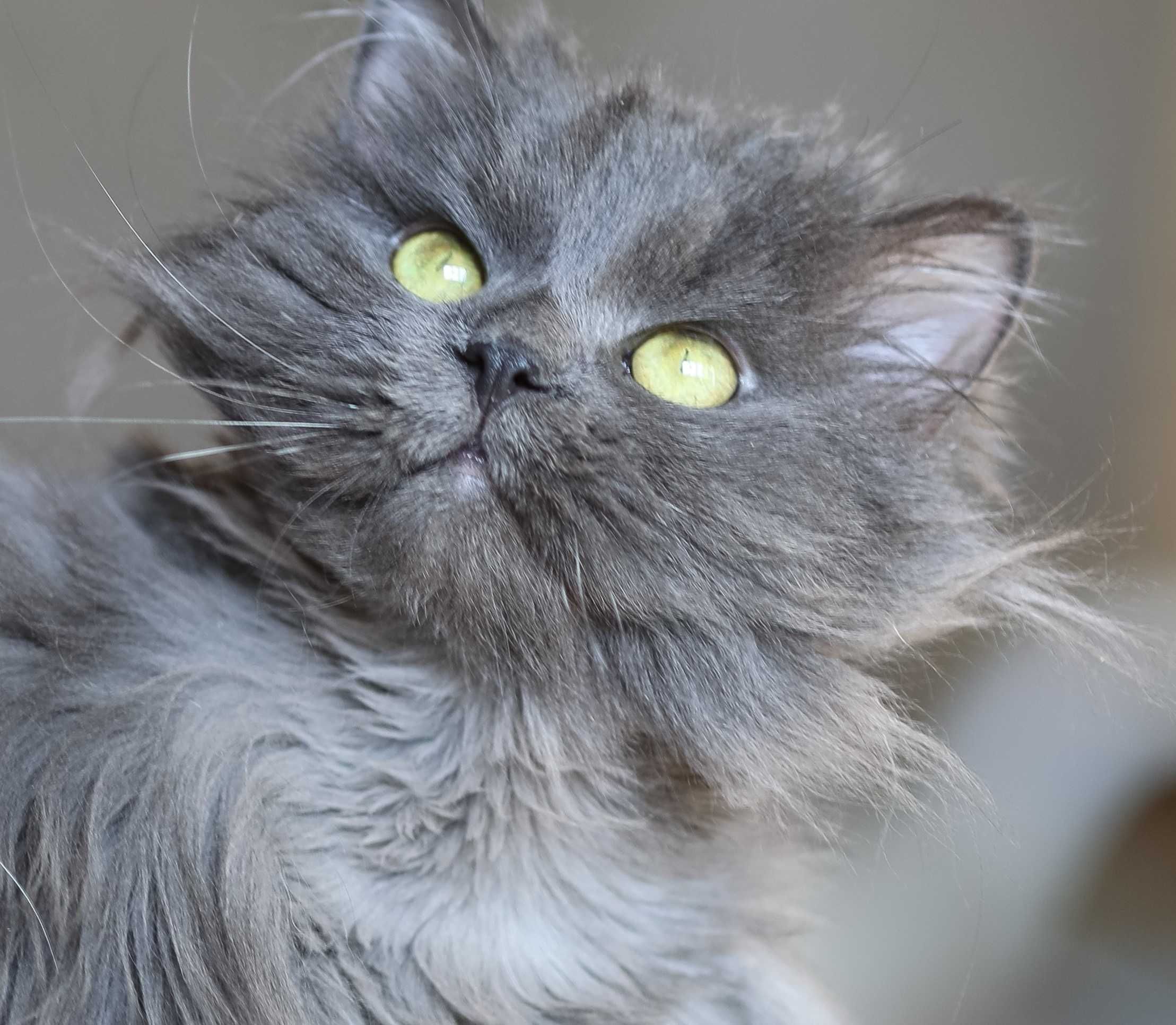Котик Хагрид, 2 годика, спокойный мальчик