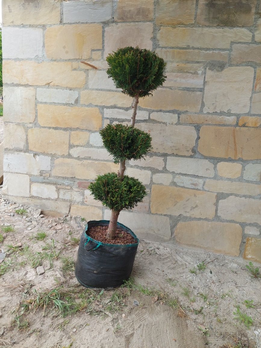 Bonsai, niwaki ogrodowe