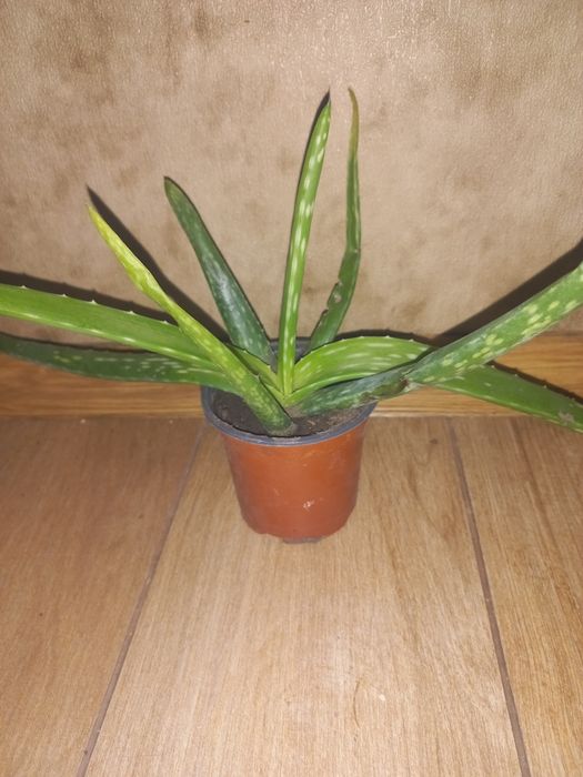 Алоє вера лікувальна