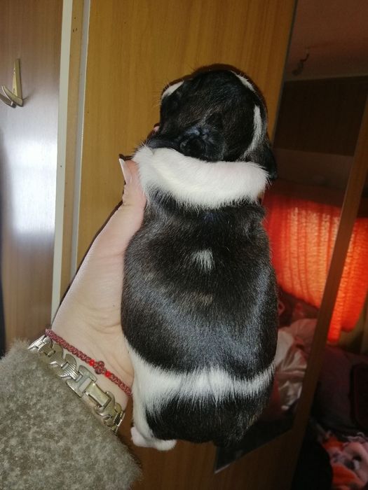 Французики хлопчики та дівчатка є доставка по всій Україні