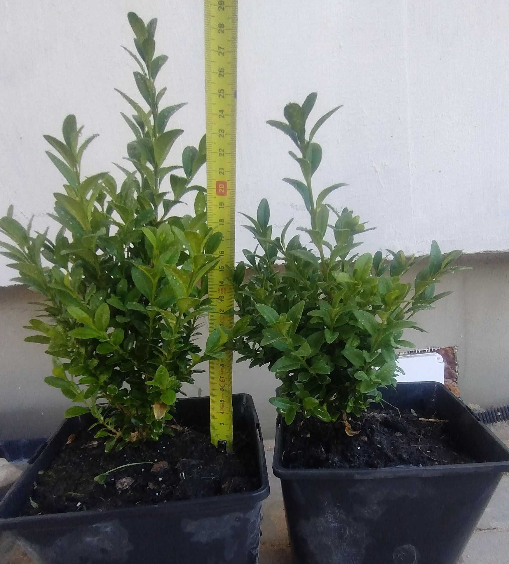 Bukszpan w doniczce, sadzonki bukszpanu 20-30cm