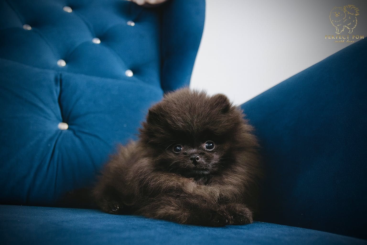 Szpic miniaturowy pomeranian w typie „misia”
