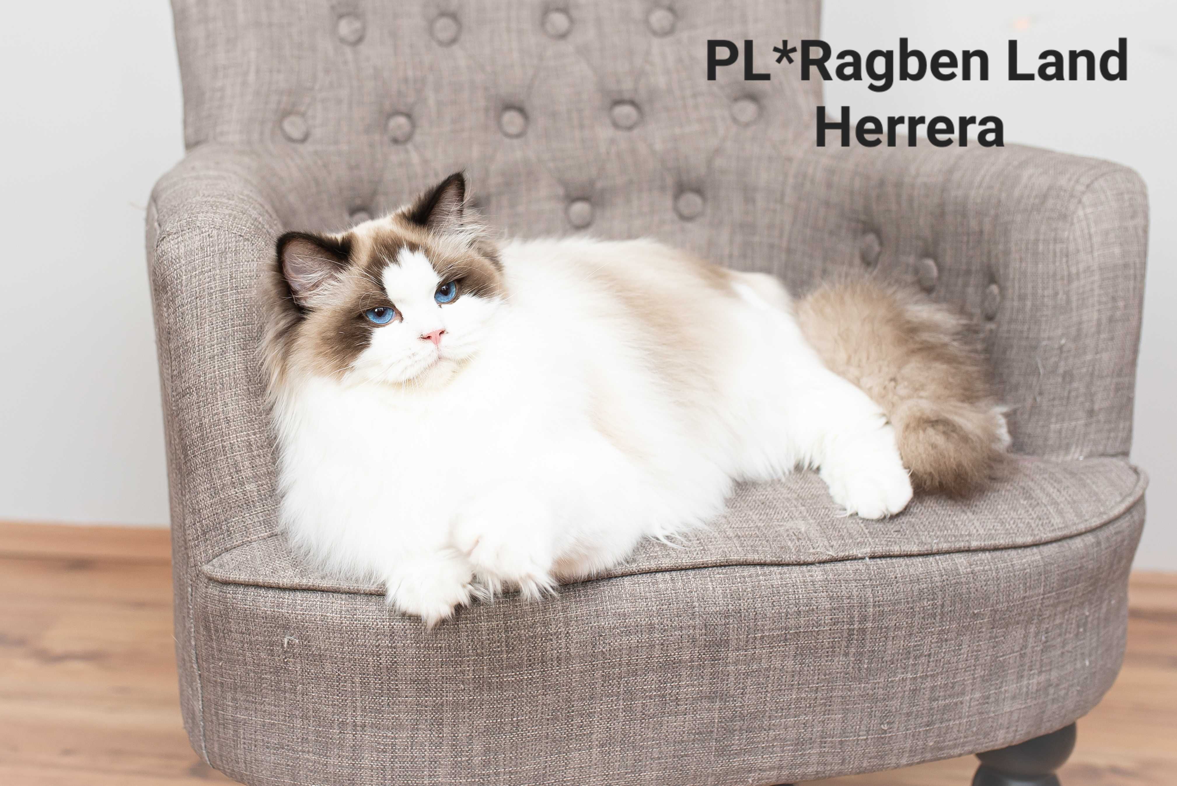 Ragdoll -dorosła kotka -adopcja