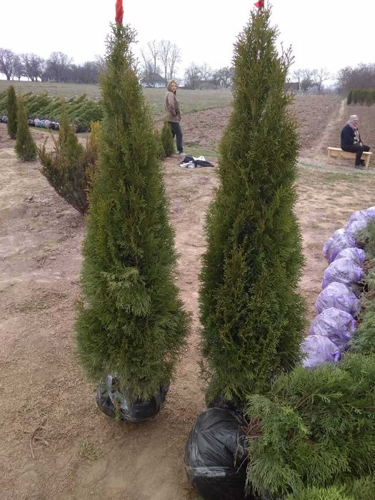 ТУЯ Смарагд 1,00 - 2,40м від 300 грн.