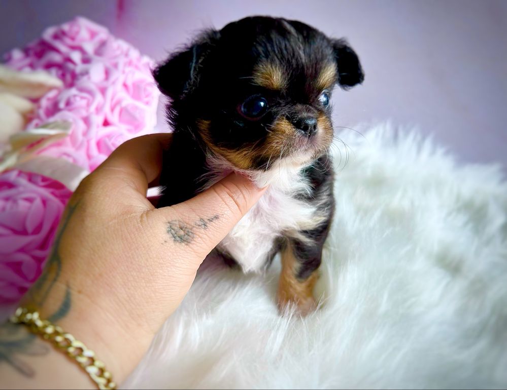 ***Śliczna długowłosa dziewczynka chihuahua tri color***