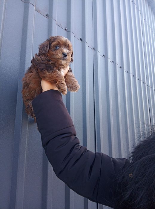 Йорко-пу марле зі Львова до свят