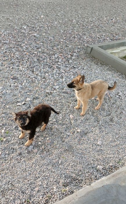 Охоронці в добрі руки