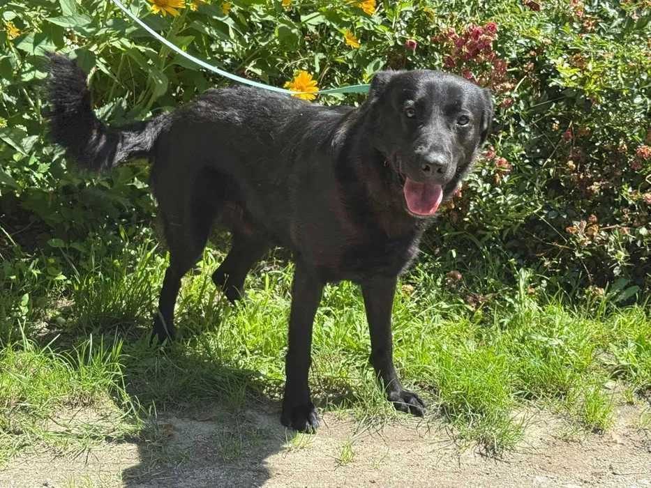 Piątek- kontaktowy i proludzki psiak w typie labradora