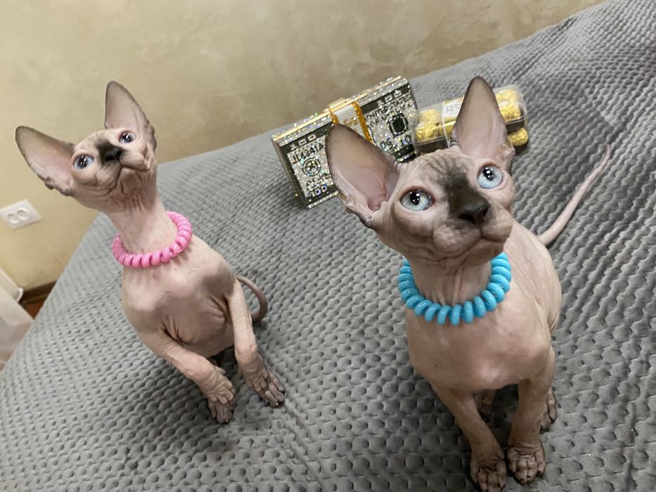 Канадские супердетки