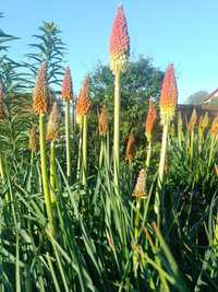 Trytoma groniasta kniphofia