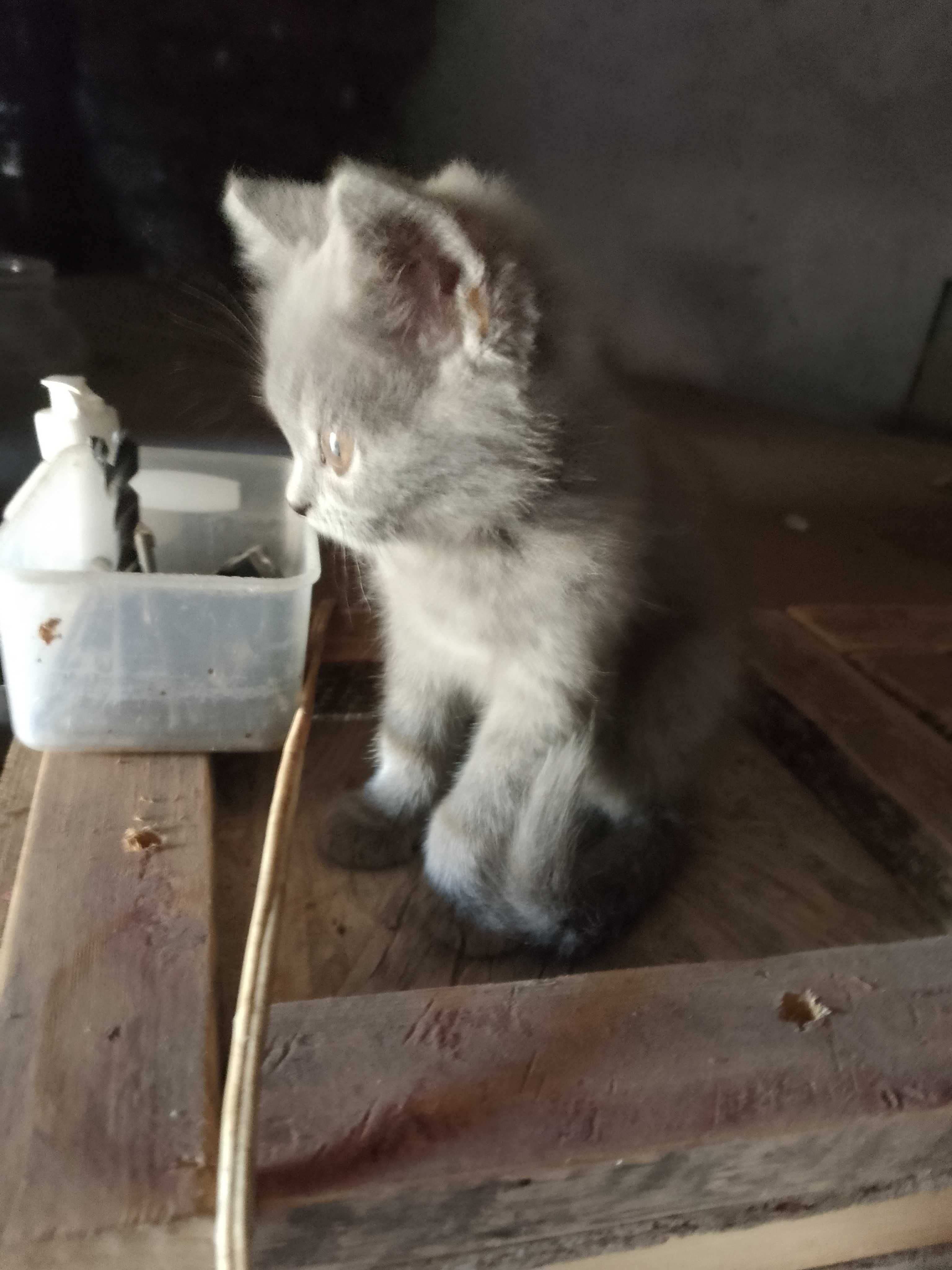 Продам котёнка шотландский прямоухий