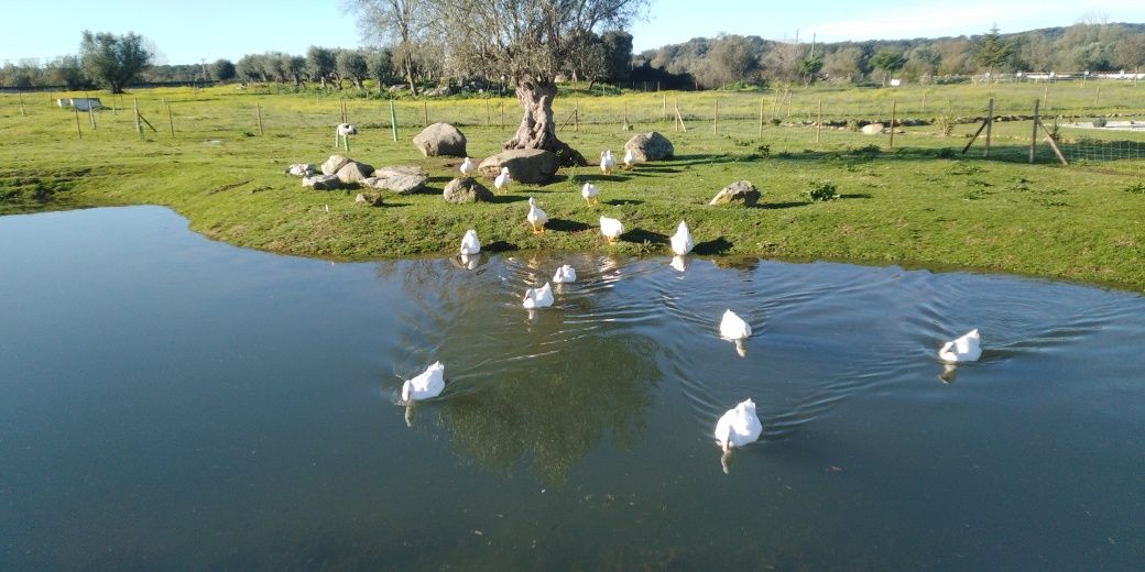 Patos brancos criados no campo