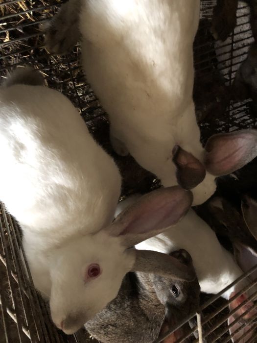 Vendo coelhos para consumo