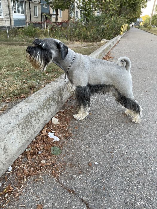 Мітельшнауцер 5 років шукає дівчинку