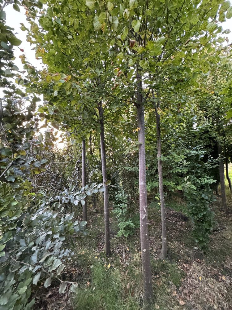 Lipa drobnolistna kolumnowa obwód 20-25cm (nasadzenia zastępcze)