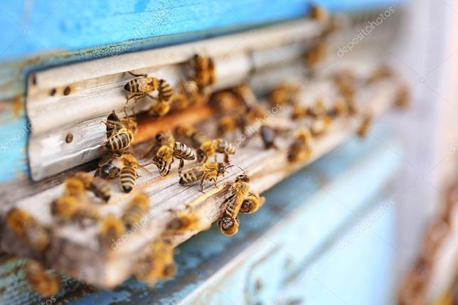 Пчелосемьи, пчёлы, пчелопакеты
