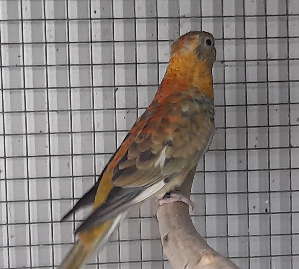 Red Rumped  2025