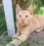 Norek poleca się do adopcji!