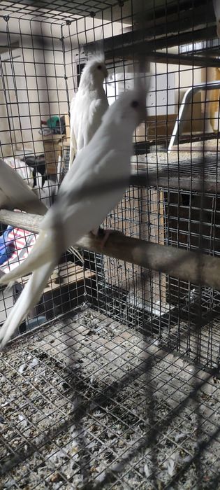 Vendo caturras albinas de 2025 com 6 meses