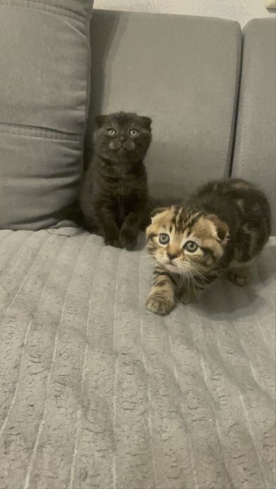 Чистокровні шотландські котята