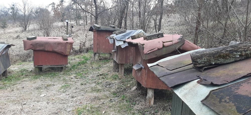 Вулики (пасіка) село Рокитне