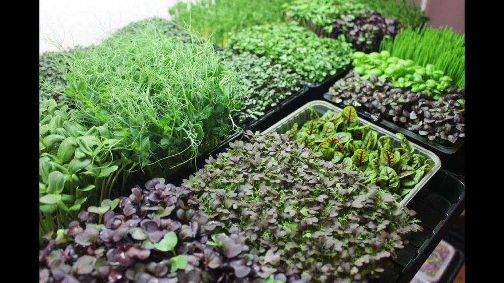 Продам технологию выращивания микрозелени
