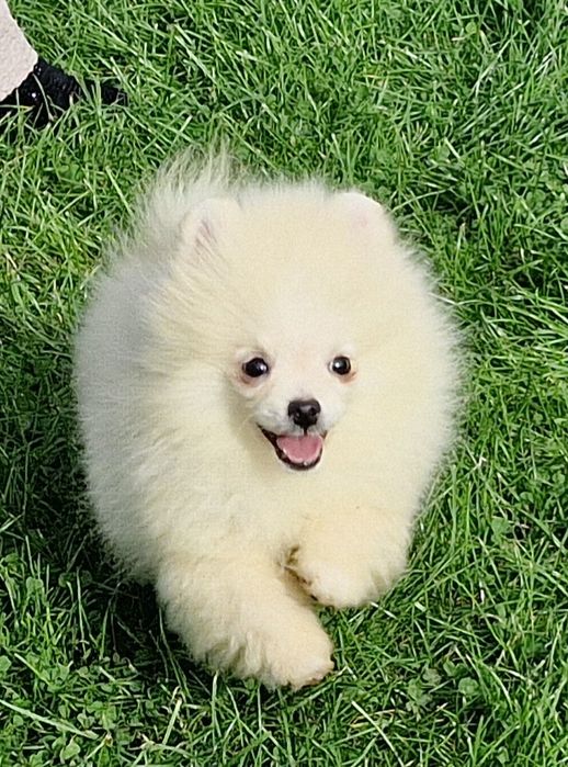 Szpic miniaturowy Pomeranian ZKwP ZKwP.