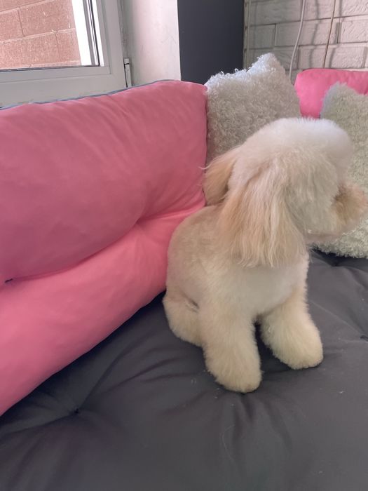 Грумінг мальтіпу