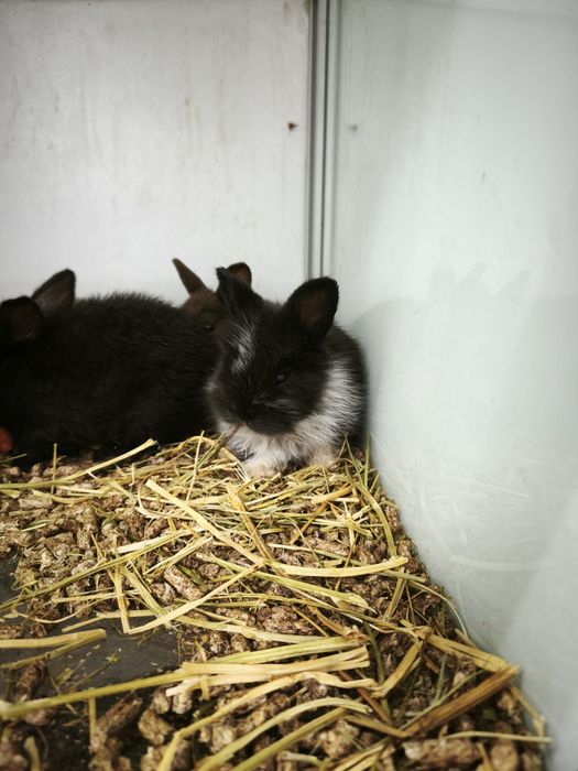 Декоративні кролики