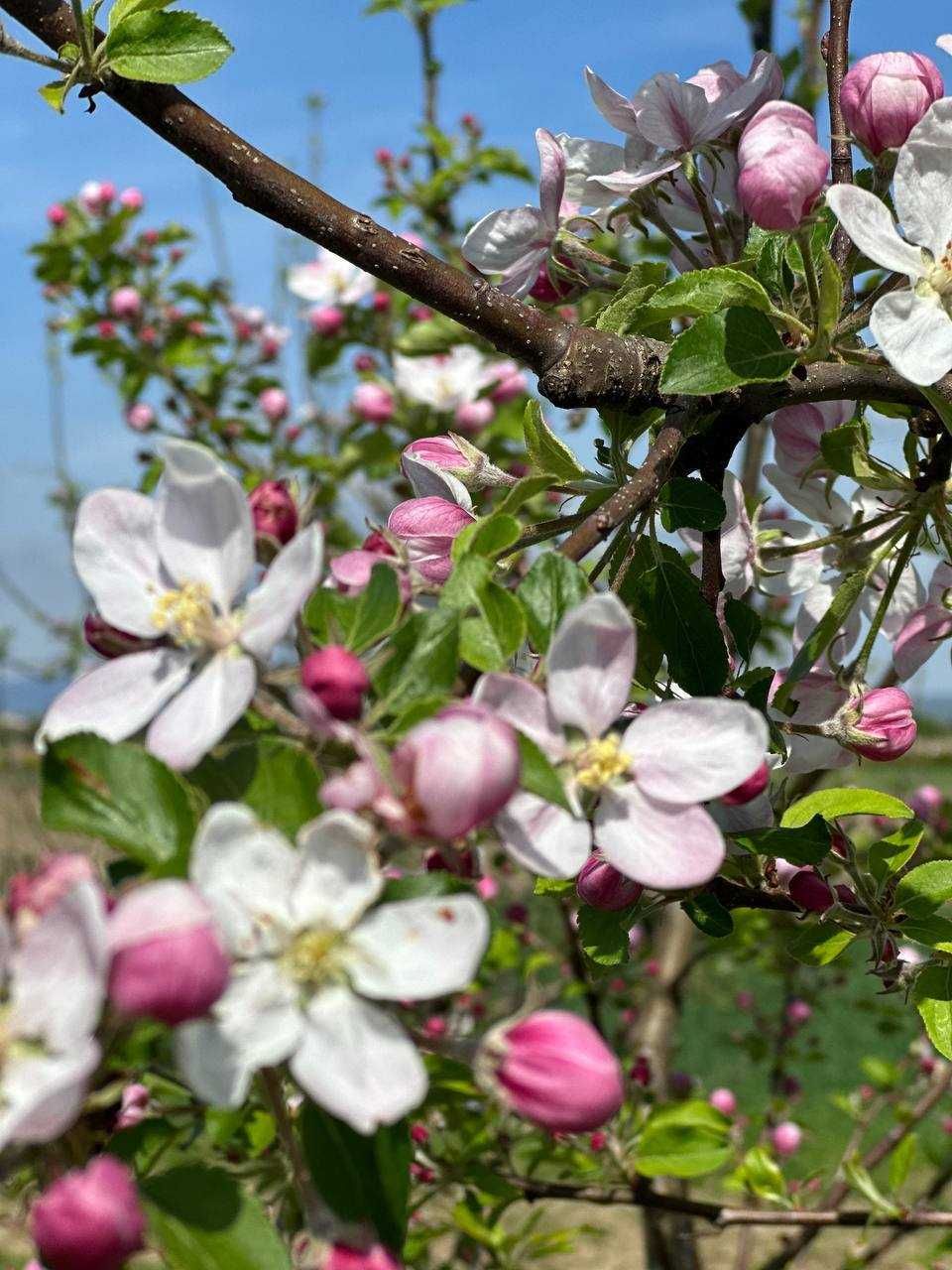 Продаж земельної ділянки, с. Малі Геївці (Закарпатська обл.)