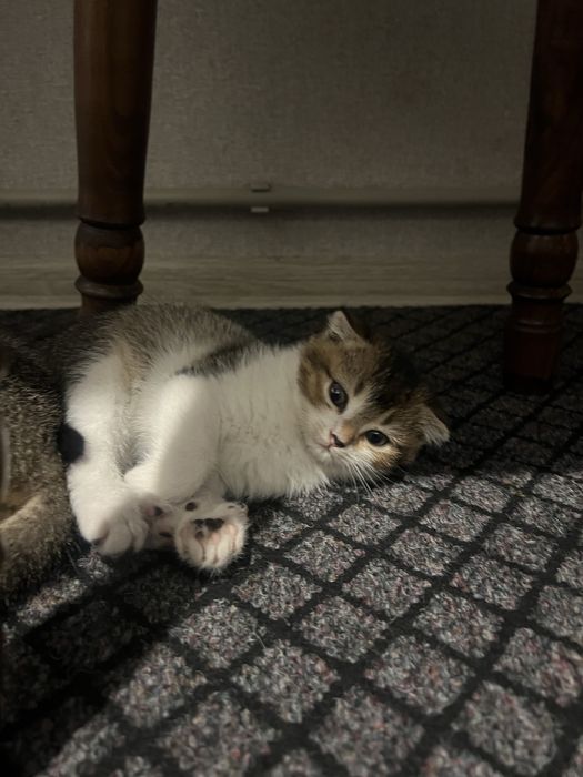 Кошешки готові до нової сімї