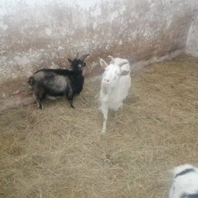 Kózki miniaturki do zabawy dla dzieci, kosiarka do trawy. 7