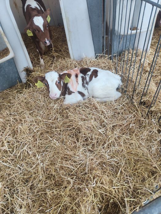 Cielaki z jednego miejsca