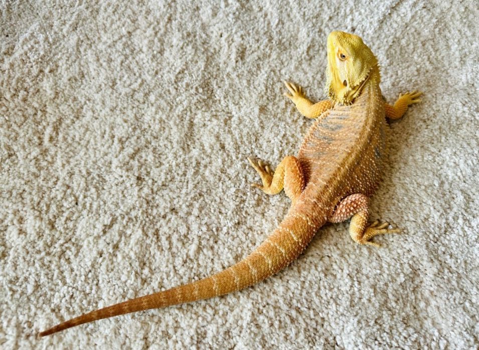 Agama brodata młode