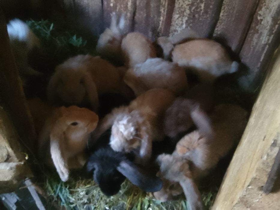 Продам кроликів різного віку
