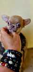 Chihuahua mini lilac fawn