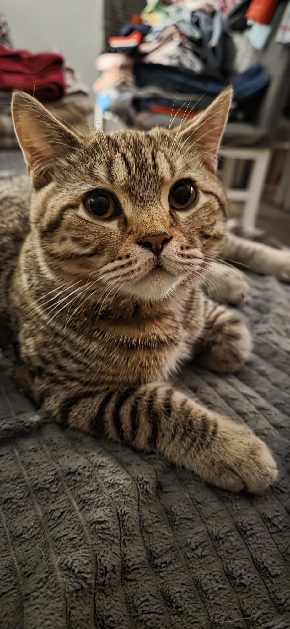 Kociaki  brytyjskie