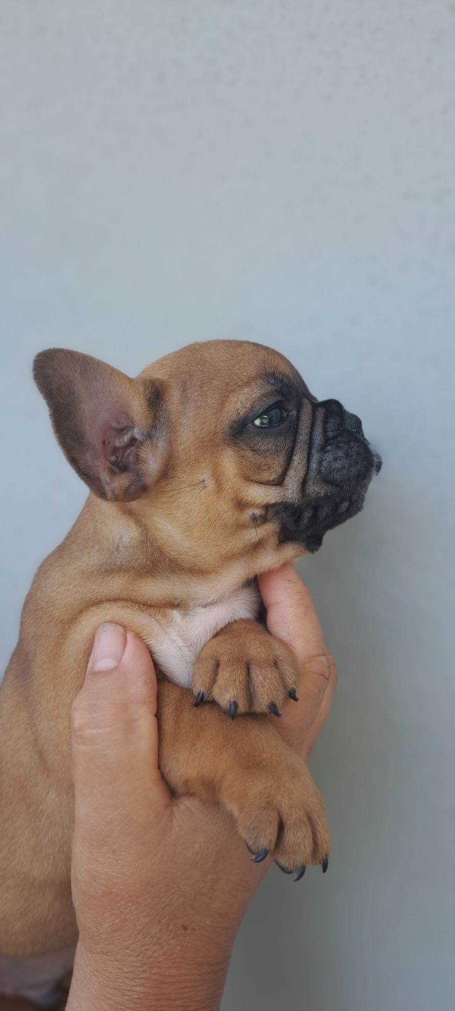 Buldogue francês macho red fawn