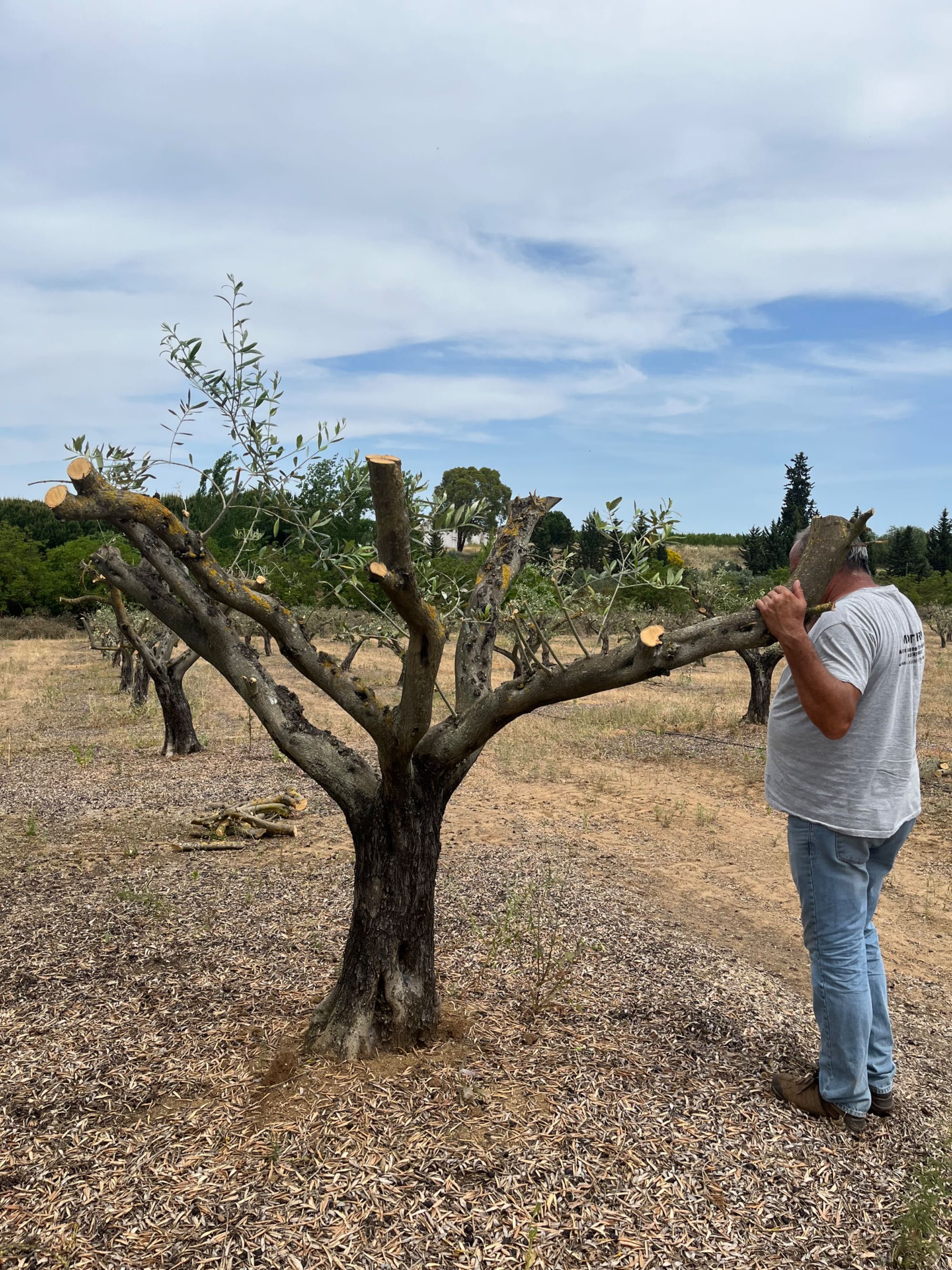 Oliveiras pequenas