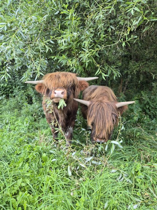Bydło szkockie - Byki Highland Cattle