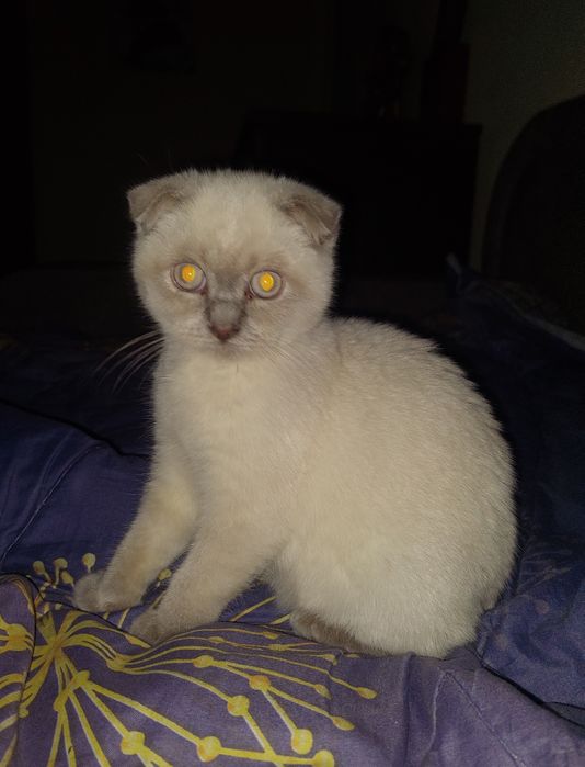 Шотландская вислоухая Девочка.