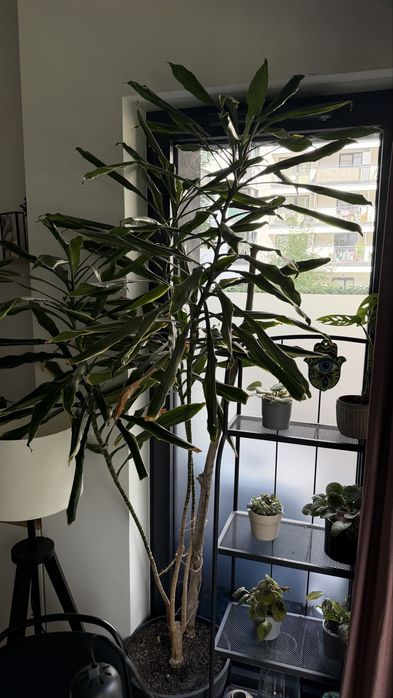 Duża dracena duży kwiat doniczkowy
