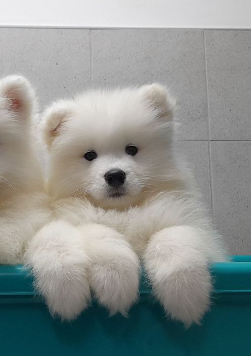 Samoyed samojed suczka !